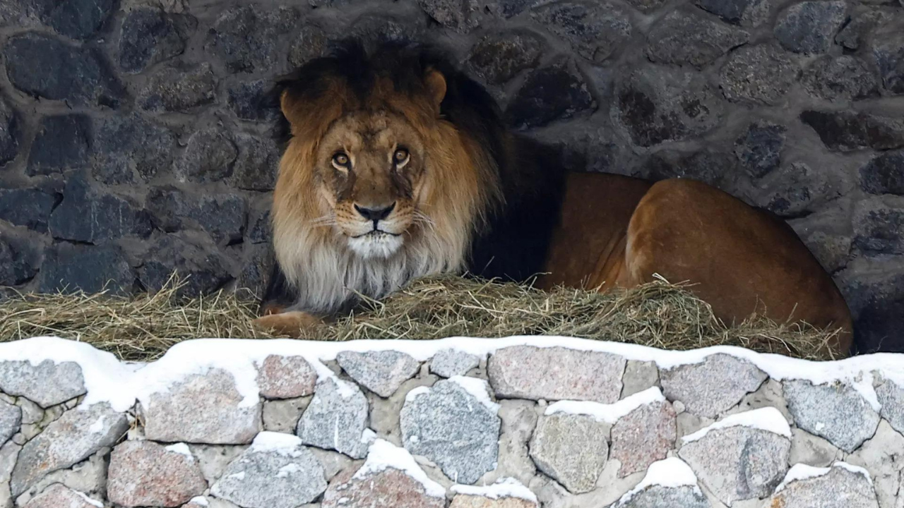 Man mauled to death after entering lion enclosure for selfie: Reports