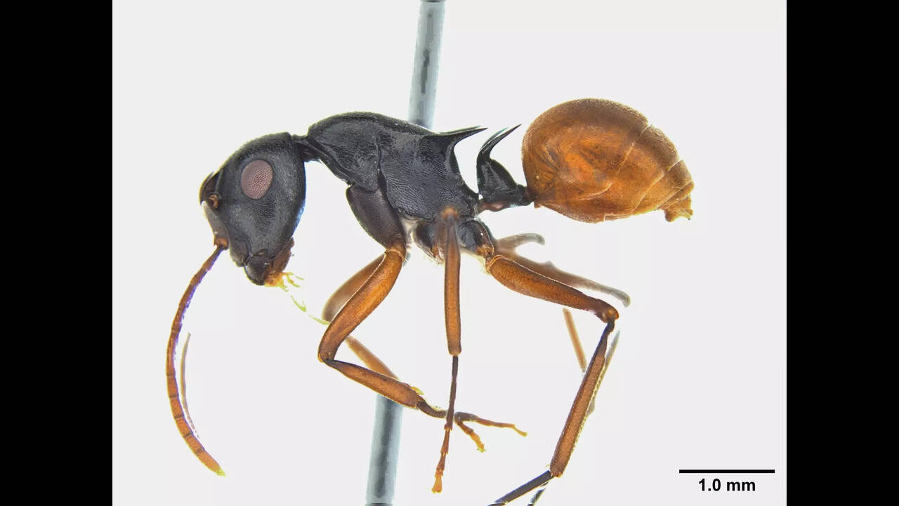 Discovery of ant species in Garbhanga underscores urban forest
