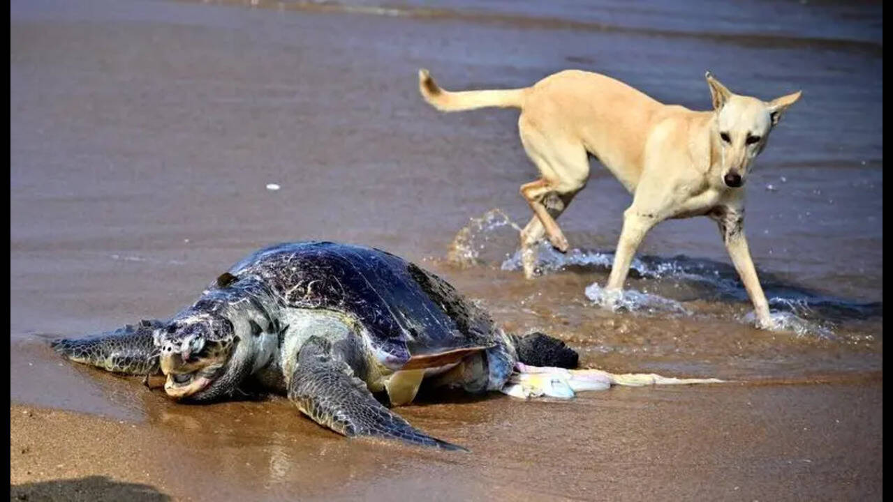 Stray dogs endanger turtles that land on Marina for nesting