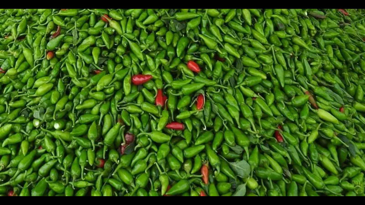 Ferozepur farmers to export green chillies to Middle East
