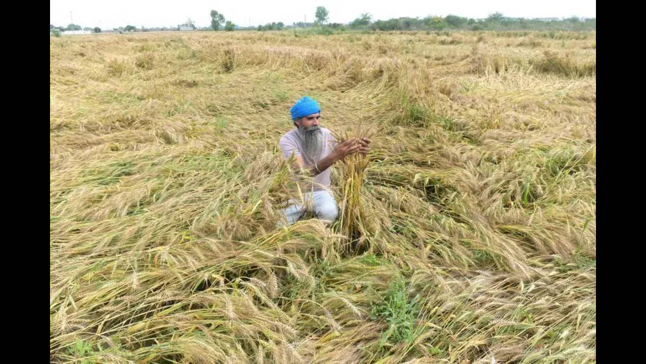 Govt sanctions Rs 123-cr relief for hailstorm-hit Punjab farmers