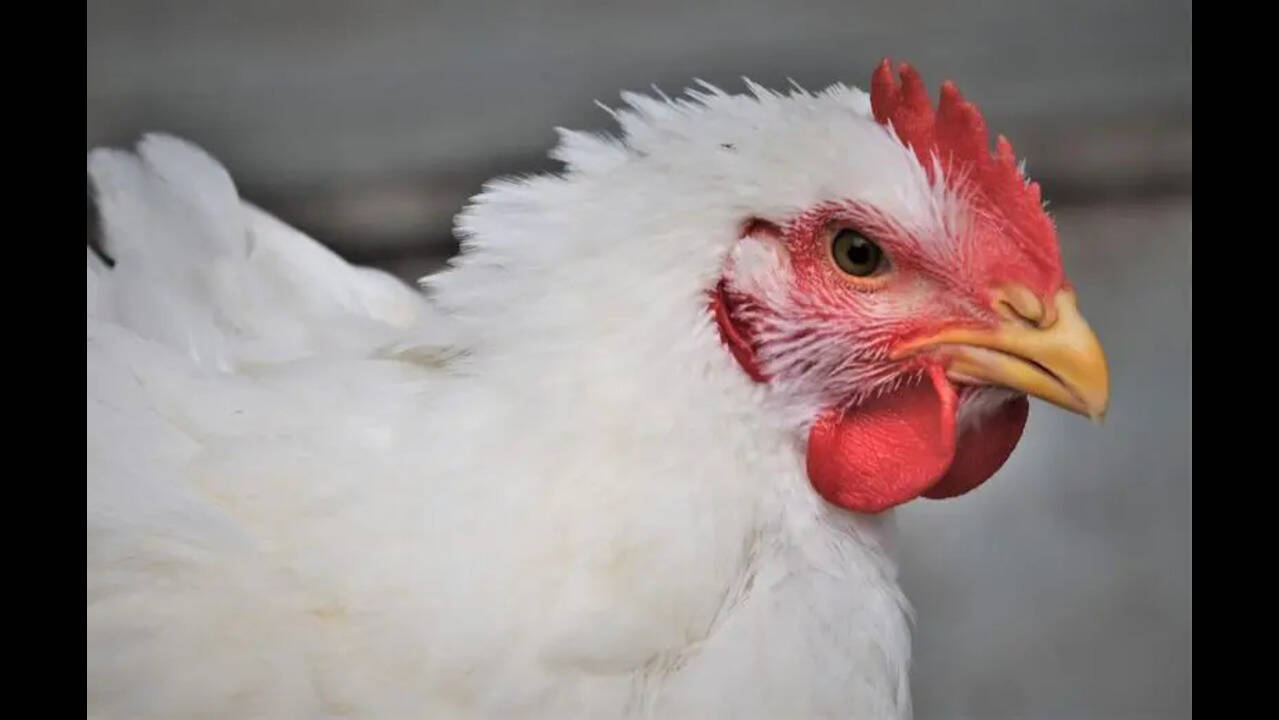 H5N1 containment operation: Health dept confirms no human cases