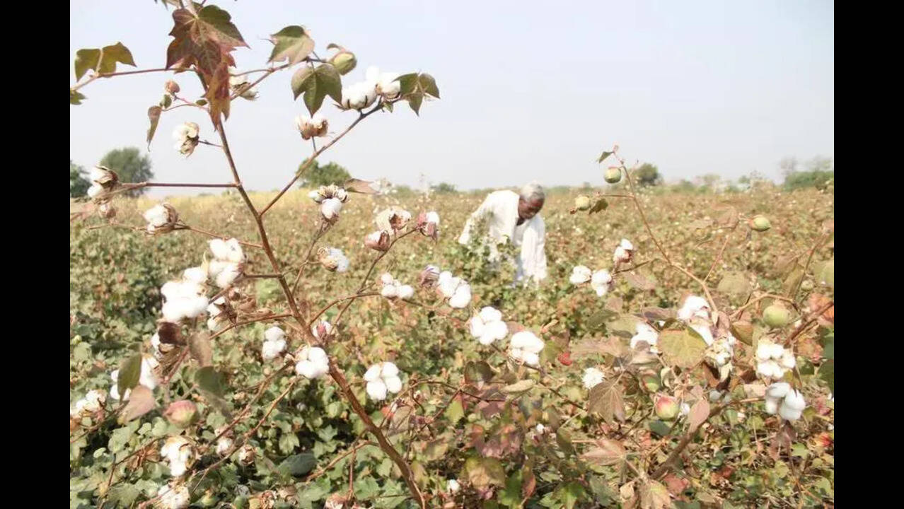 Punjab retains 33% subsidy on BT hybrids, desi cotton seeds