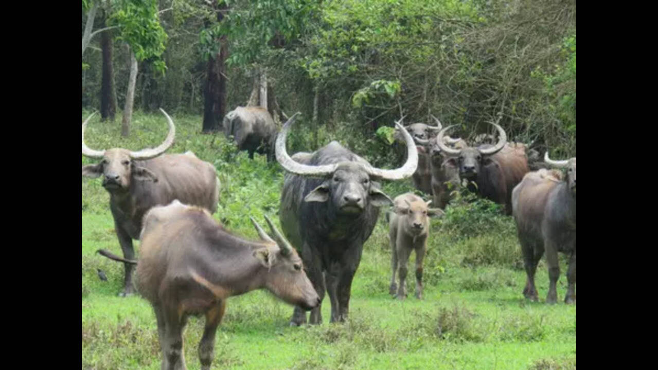 Kaziranga wild buffaloes find new home in Kanha reserve, fill over 100-year void