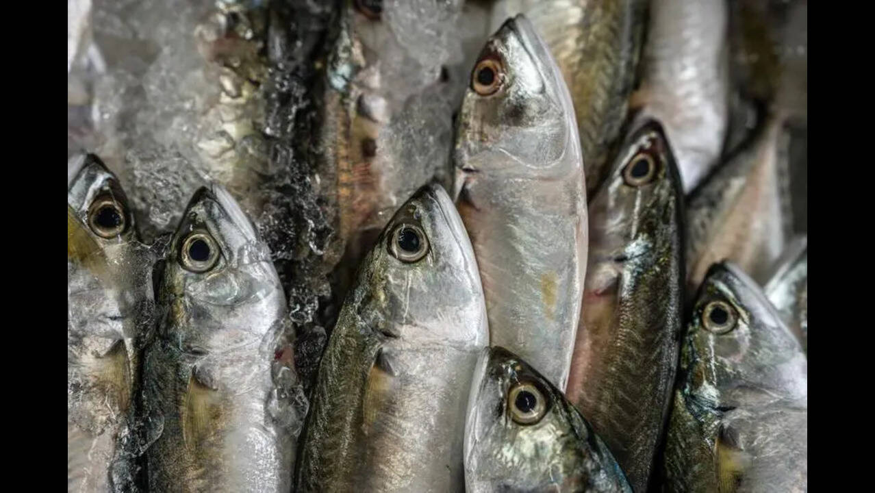 Himachal Pradesh sees surge in reservoir fish output