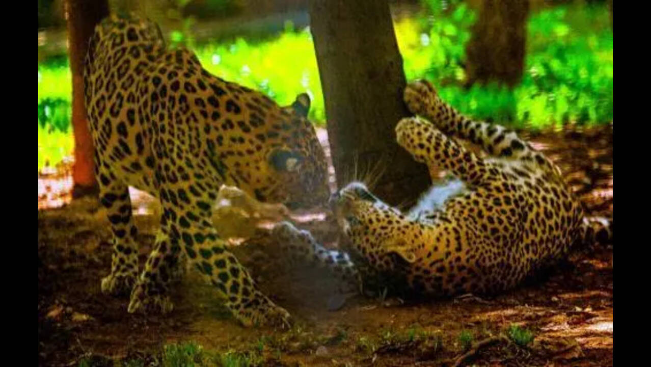 Leopard Returns to Yeoor Census After a Year, But Wildlife Numbers Remain Well Below 2024 Levels