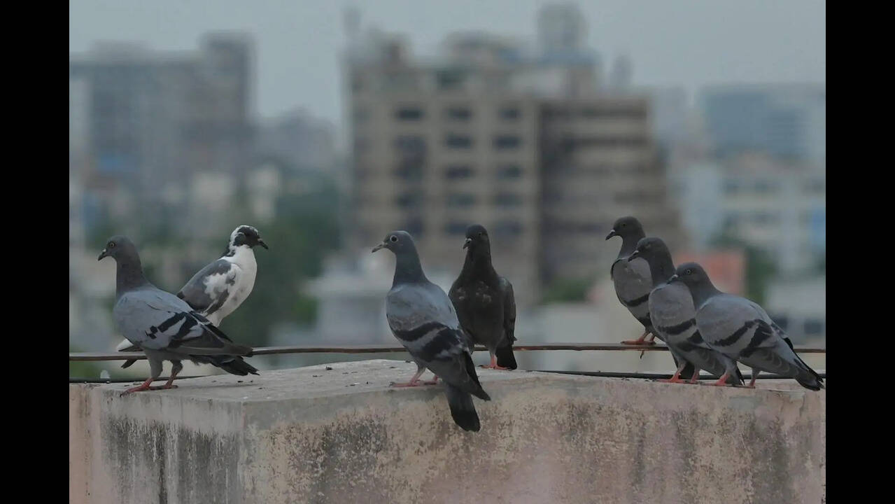 Action finally on 2022 plan to end pigeon racing near Ahmedabad airport