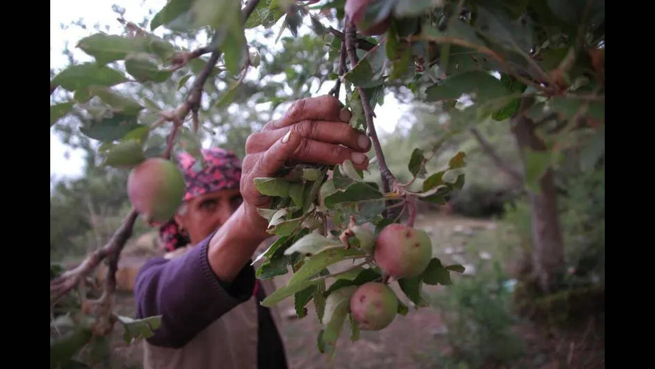 HP apple growers stare at 70% crop loss due to harsh weather