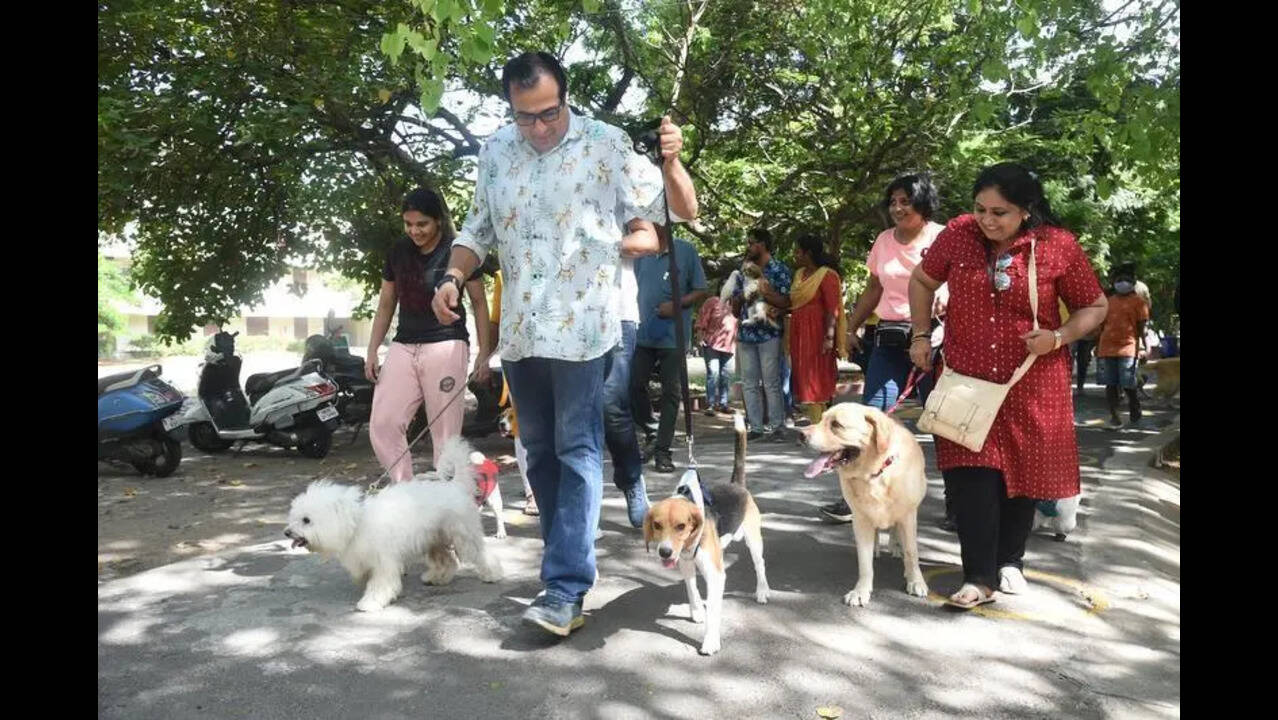 Chennai corpn extends pet licence regn, renewal deadline till June 15 |  Chennai News - The Times of India