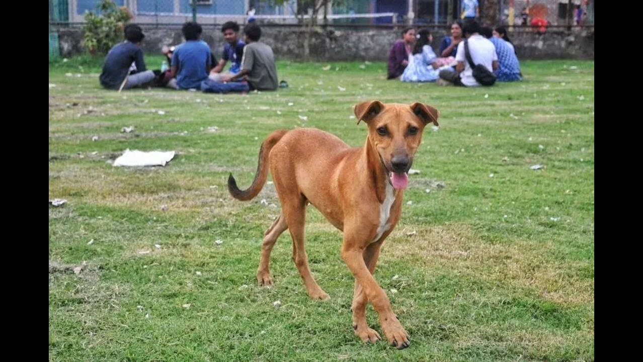 JU divided over doghouse treatment for dogs on campus