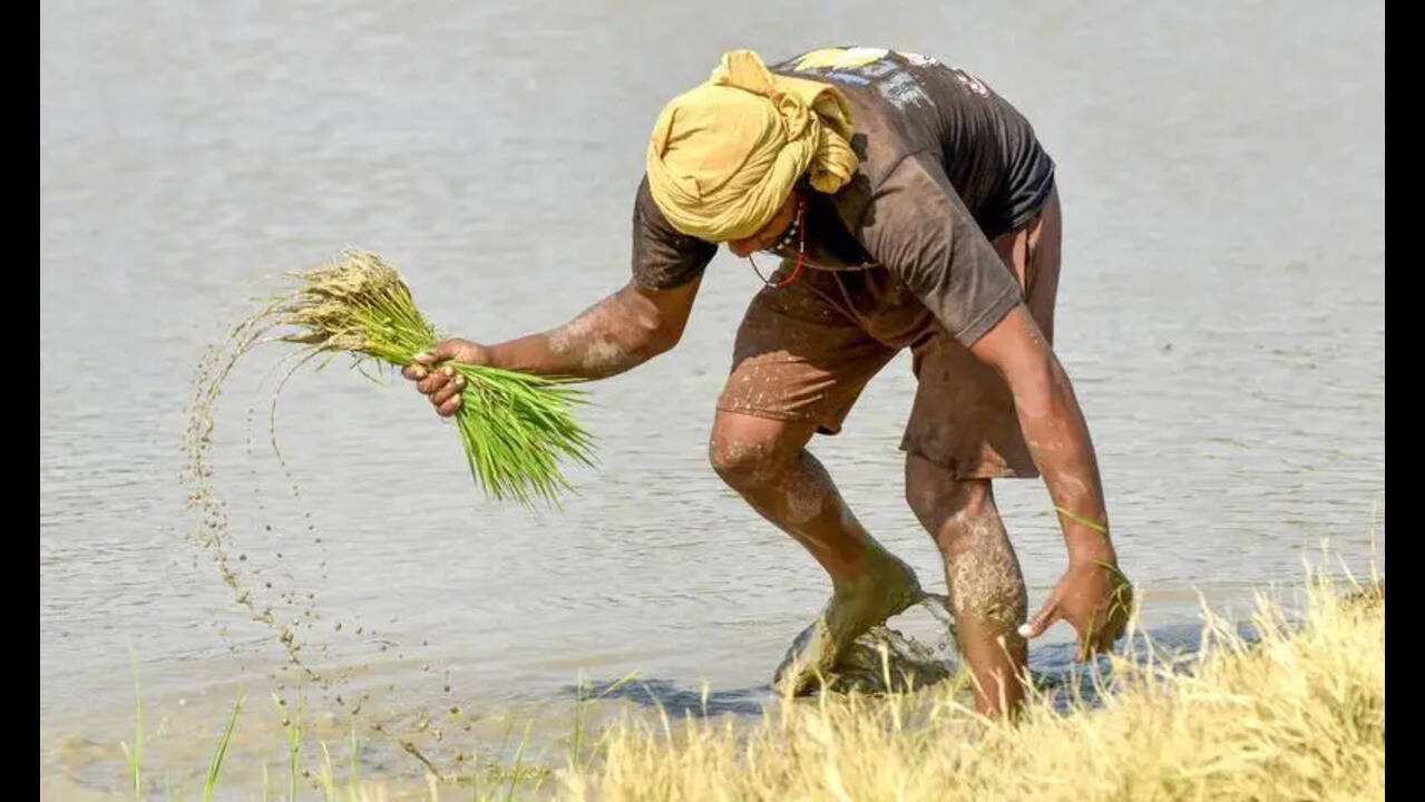 El Niño threatens to cast shadow over Punjab irrigation network, basmati sector