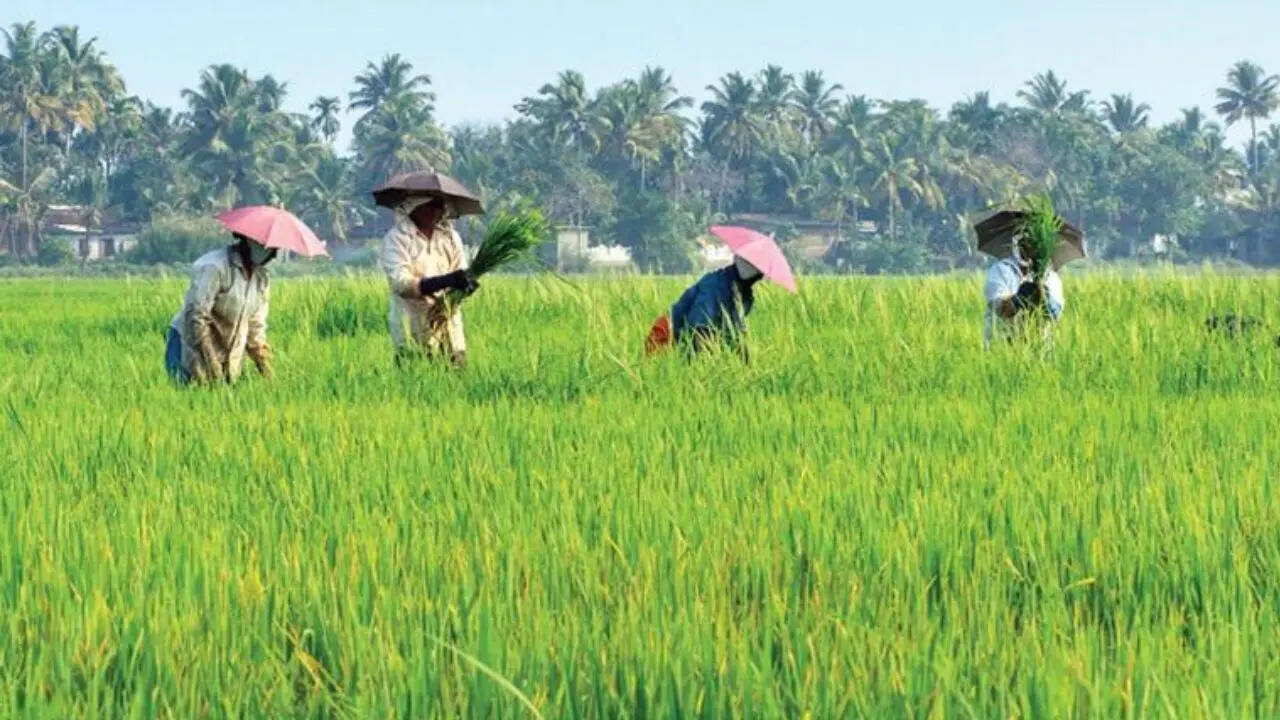 Tamil Nadu expands crop loan waiver up to Rs 75,000, benefits 14.43L farmers | Chennai News - The Times of India