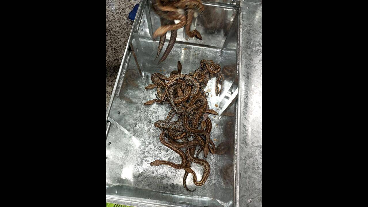 Hundreds of exotic, Indian reptiles seized at airport