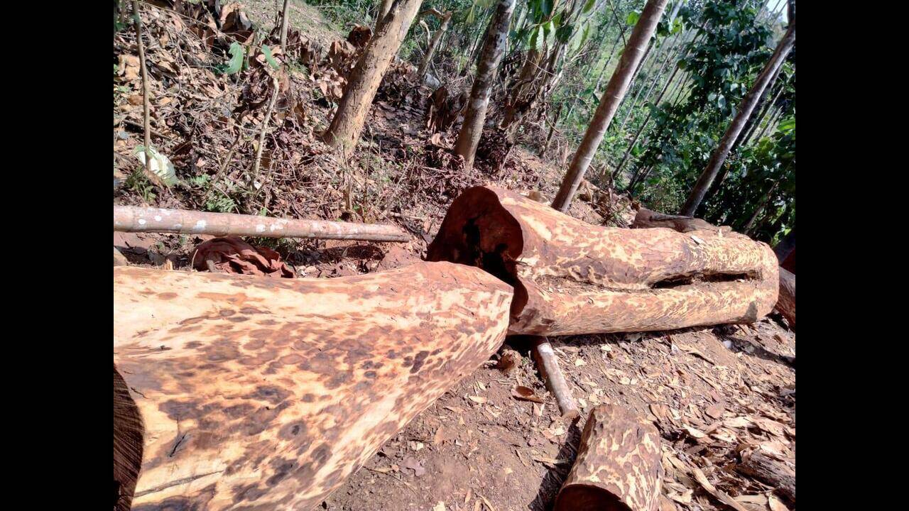 Muttil tree felling: Cheating case hearing on Friday