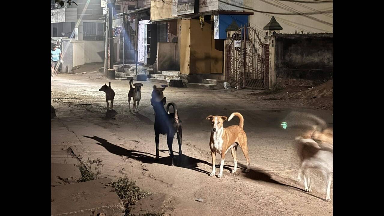 23 institutions for differently-abled flagged over stray dog safety lapses