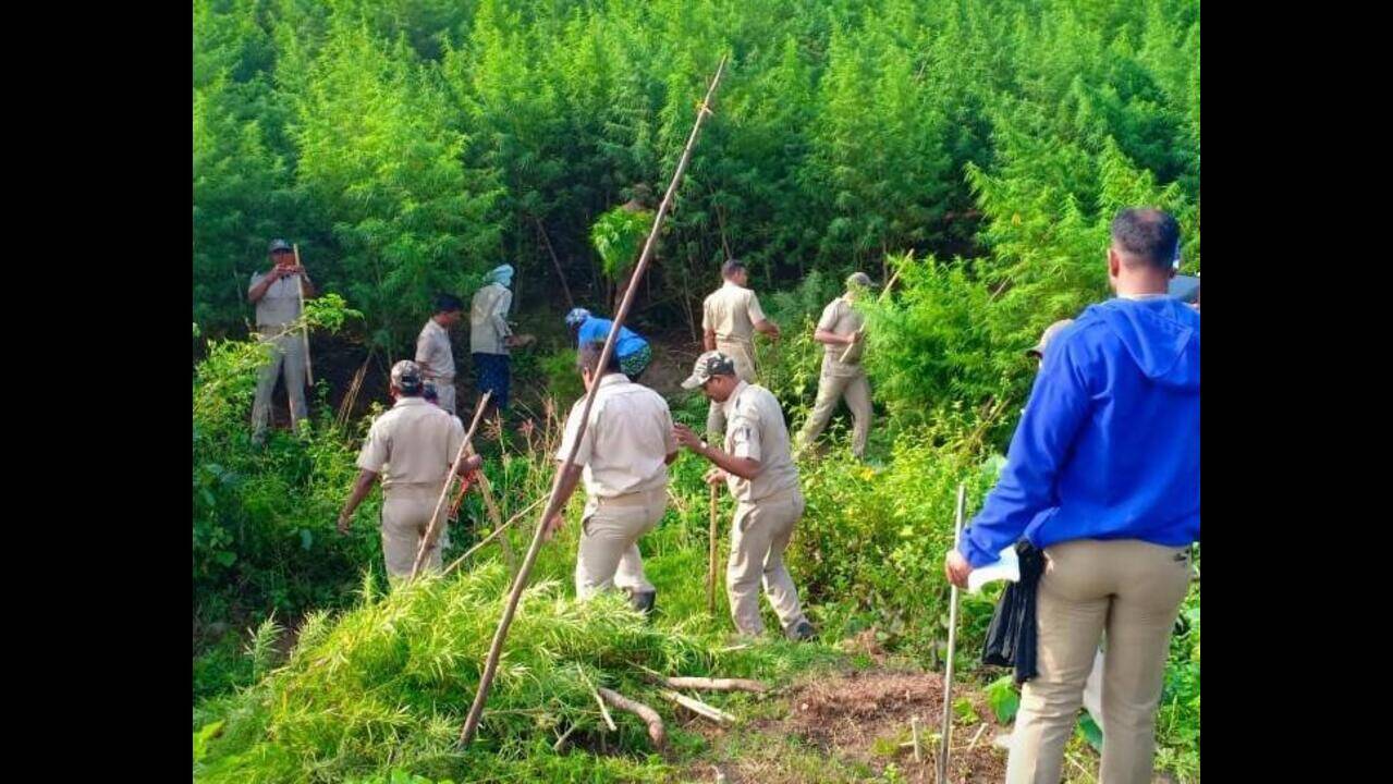 Collectors asked to guard govt land against ganja mafia