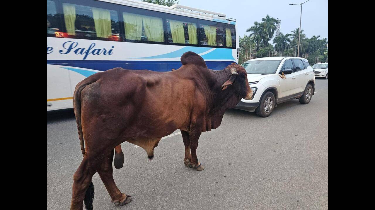 Experts urge sustained steps to keep highways cattle-free