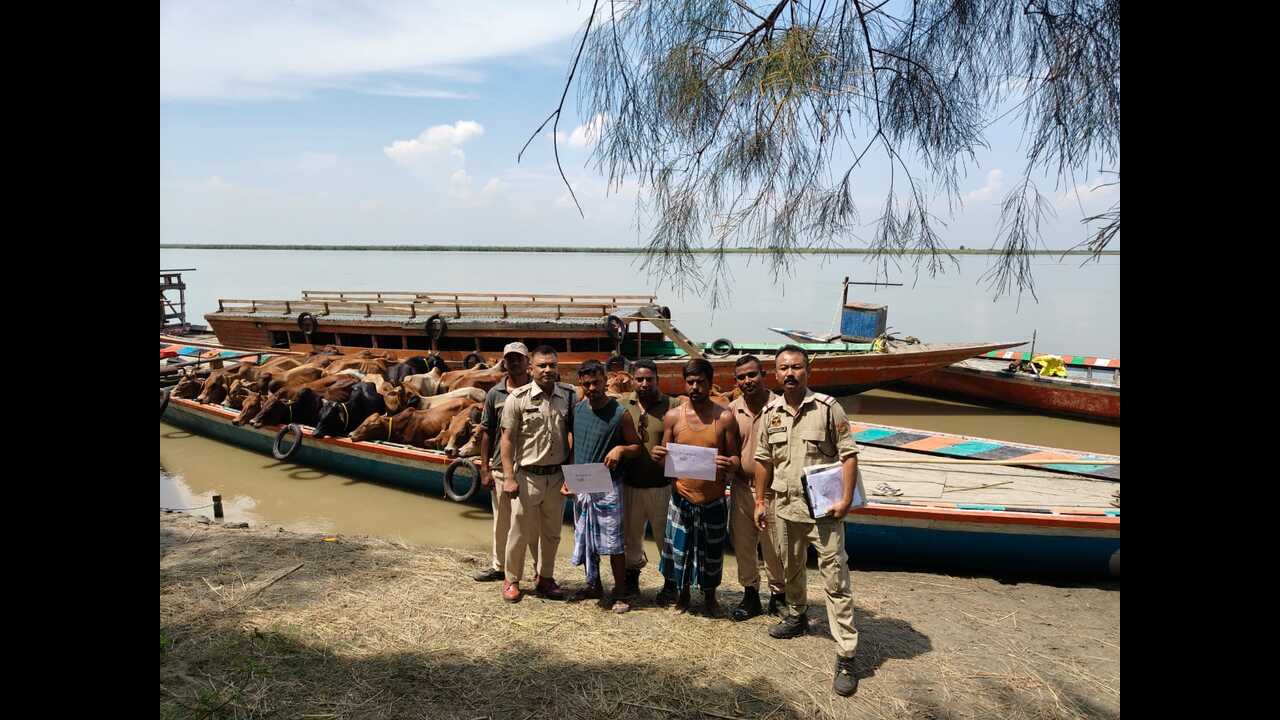 40 cattle seized near B’desh border in Dhubri