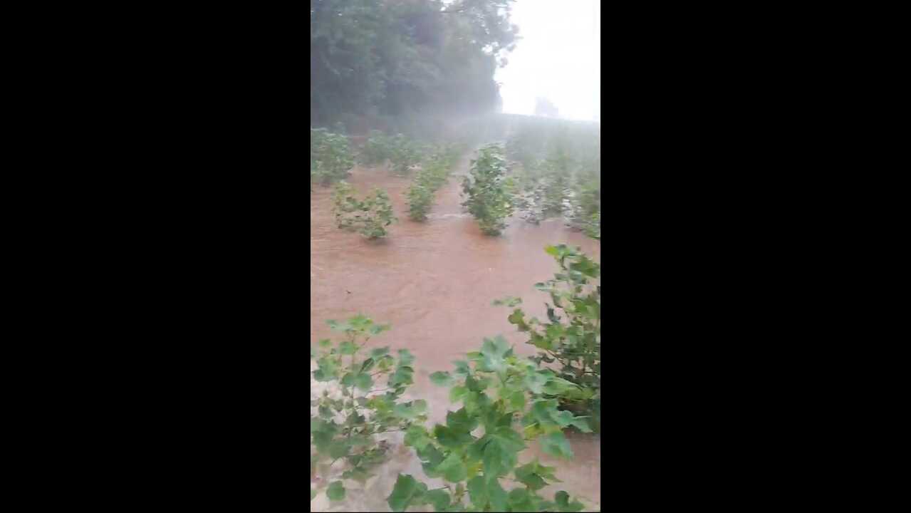 20-foot breach in Chautala Minor floods fields in Dabwali, cotton and paddy crops at risk
