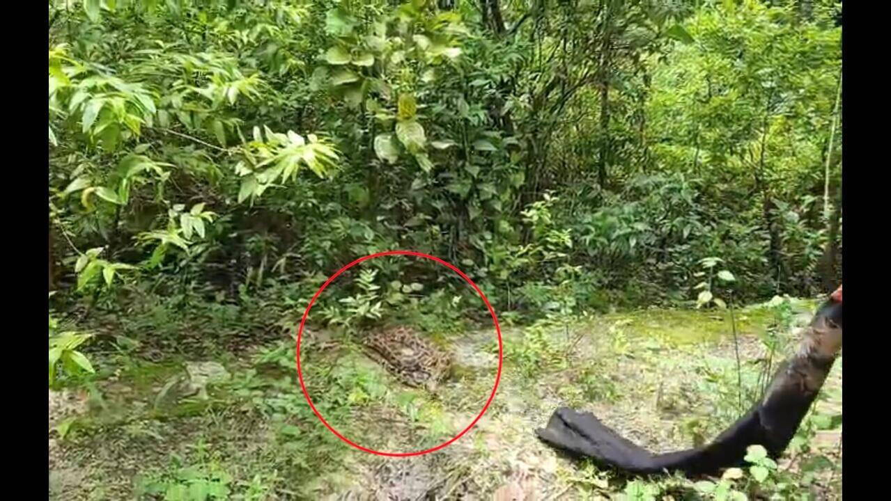 Giant python rescued from home in Korba's Deopahari village | News ...