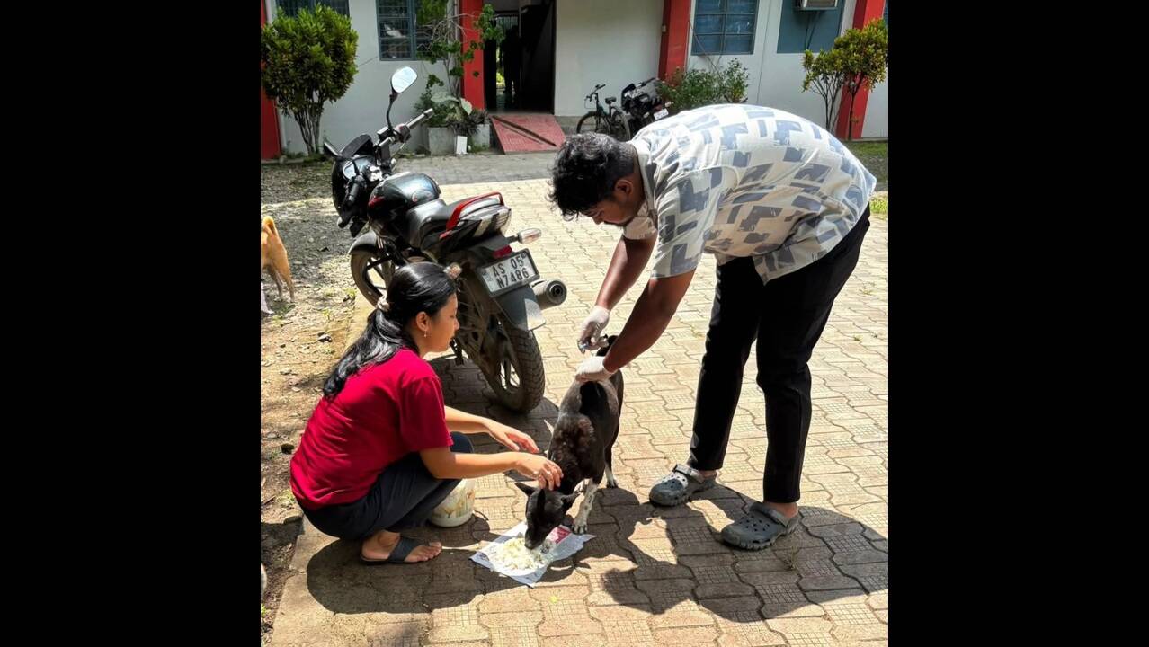 0209 102 Dog-Bite cases reported in Dibrugarh in one week