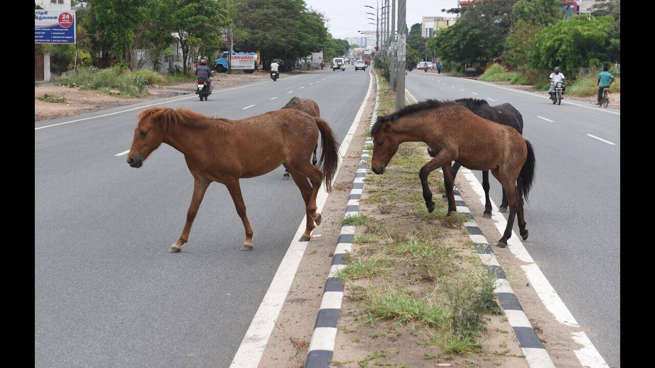 14 injured in attacks by stray horses in East Burdwan