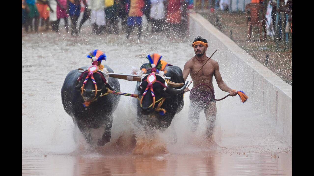 Farmers, environmentalists intensify protests against kambala at Dasara