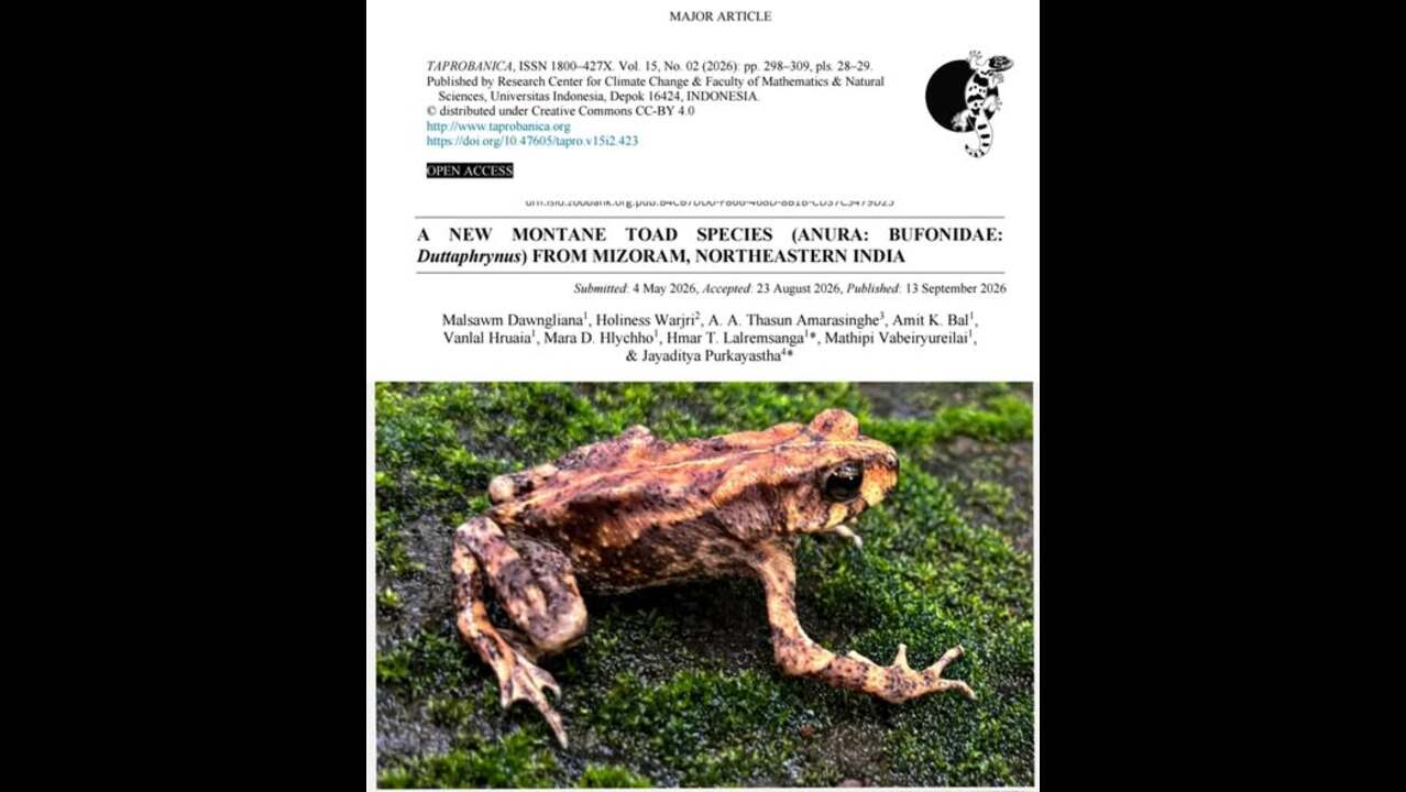 Mizoram University’s research scholars discover new montane toad species at Phawngpui National Park