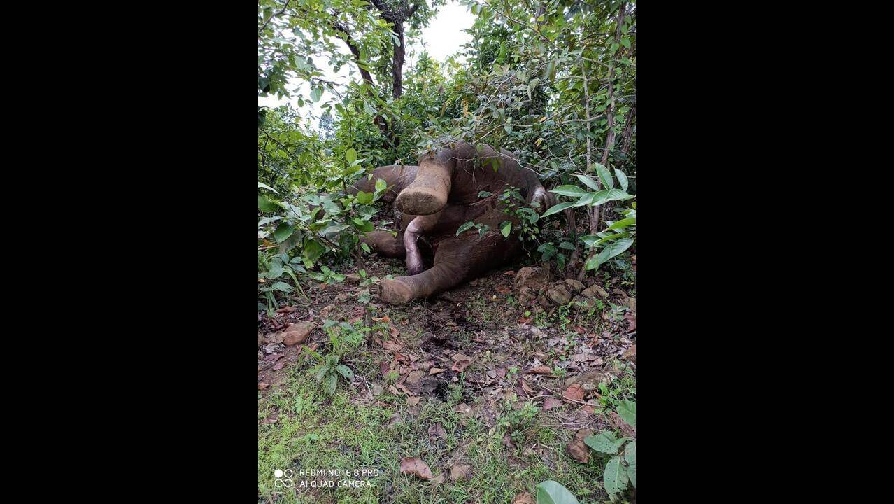 Of 256 deaths, 13 jumbos killed by poachers in 3 years
