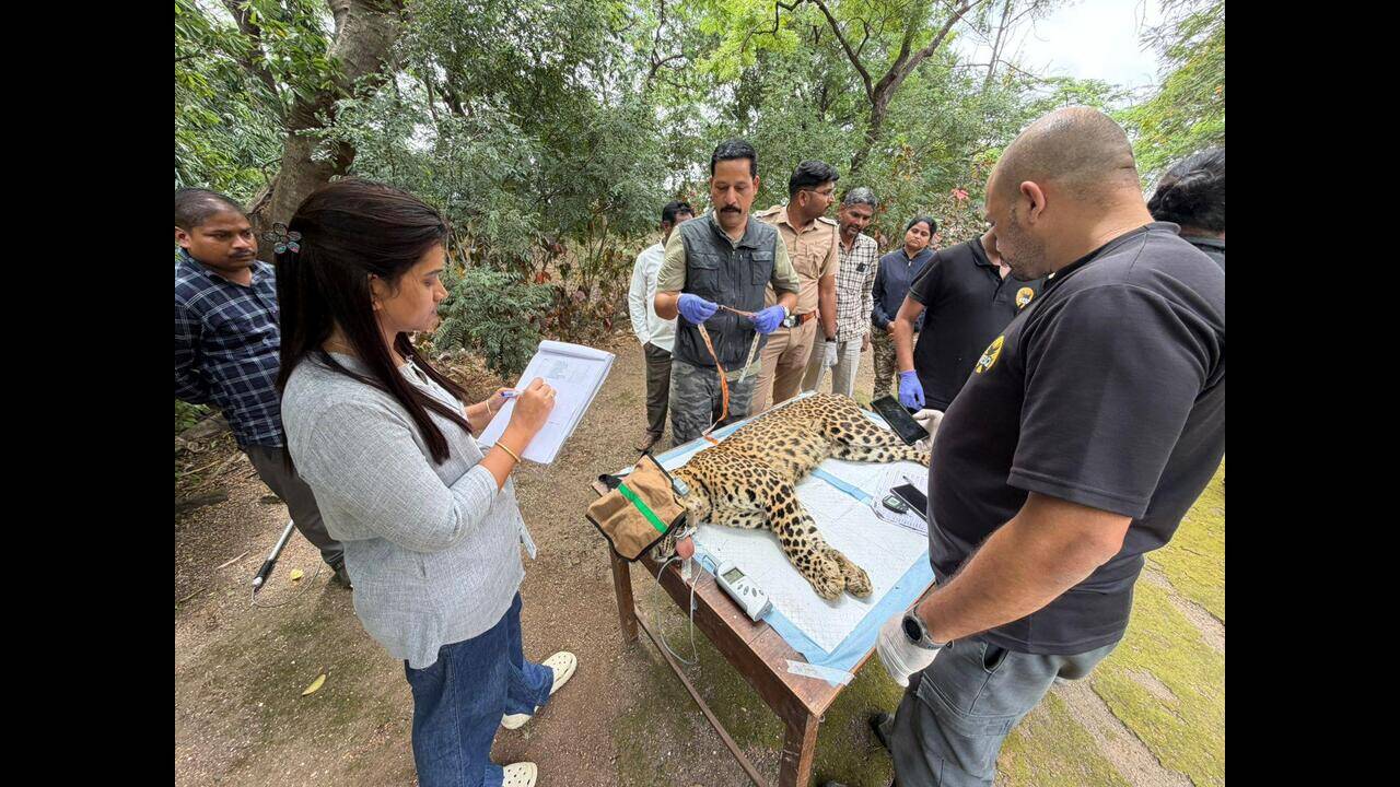 Junnar launches India’s first field trial of leopard immunocontraception to curb human-wildlife conflict