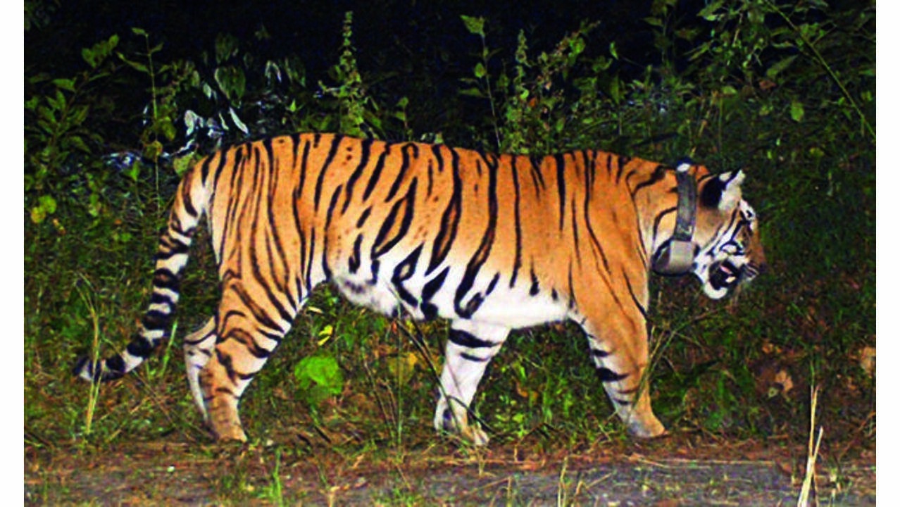 Relief after 32 hours, Buxa tigress’s collar signals traced. Bengal minister Manoj Oraon to reach Assam today to take stock of search operation
