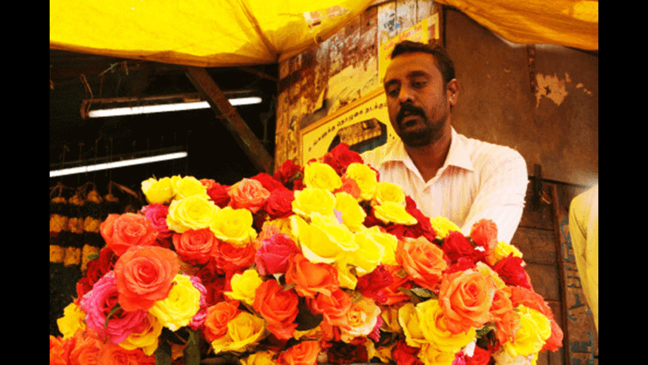 Poop to perfume: The rose crop of Khitoli | Agra News - Times of India