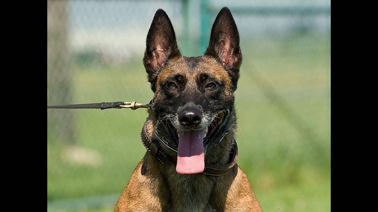 God of discount war malinois