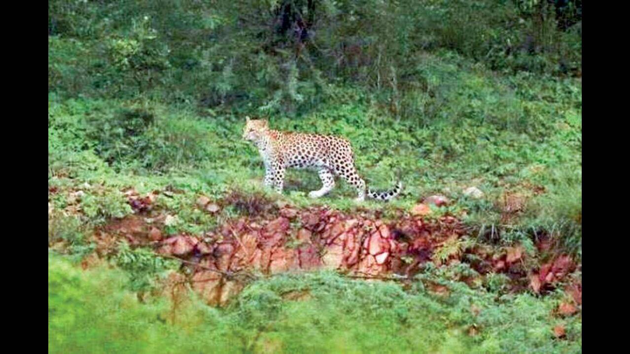 Manesar's wild side: A peek at a leopard family in Aravali forest ...