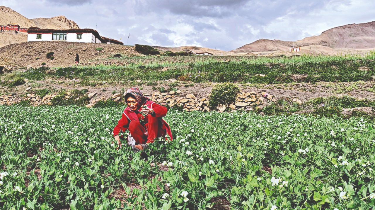 Himachal Pradesh: Natural farming practice makes way to world's highest  village