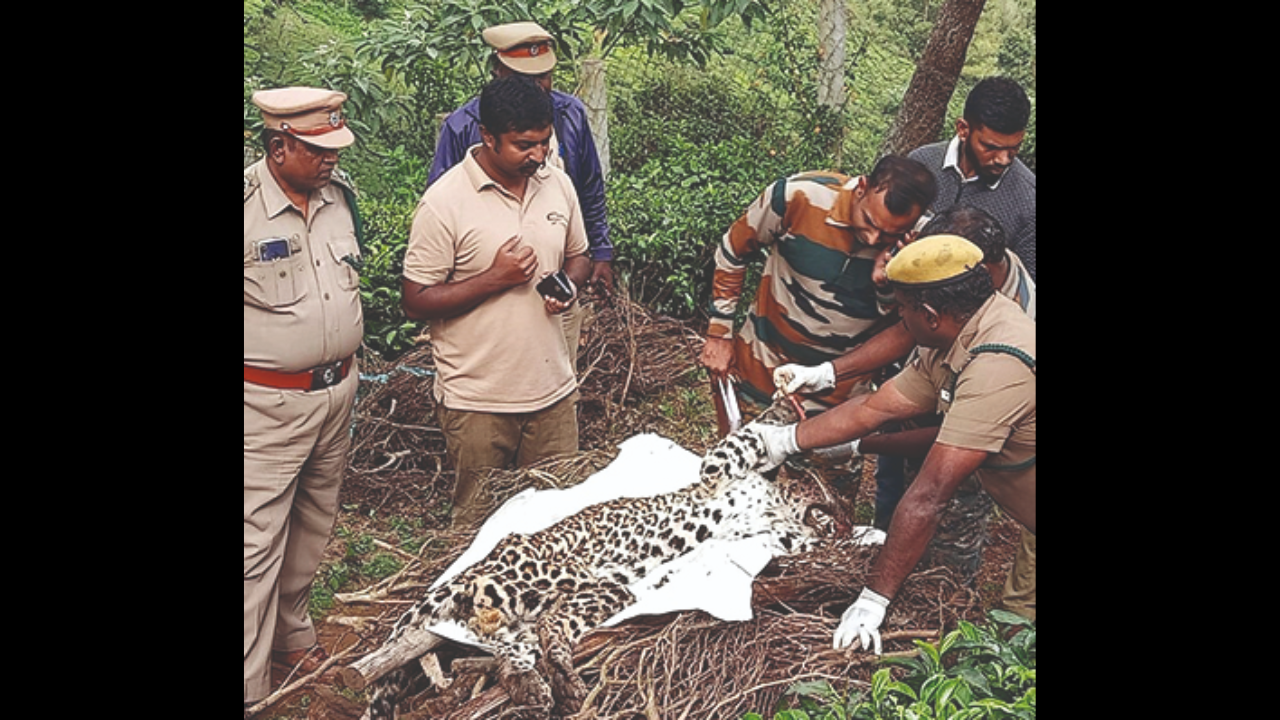 Carcass of black leopard found in Kotagiri  Carcass of black leopard found  in Kotagiri