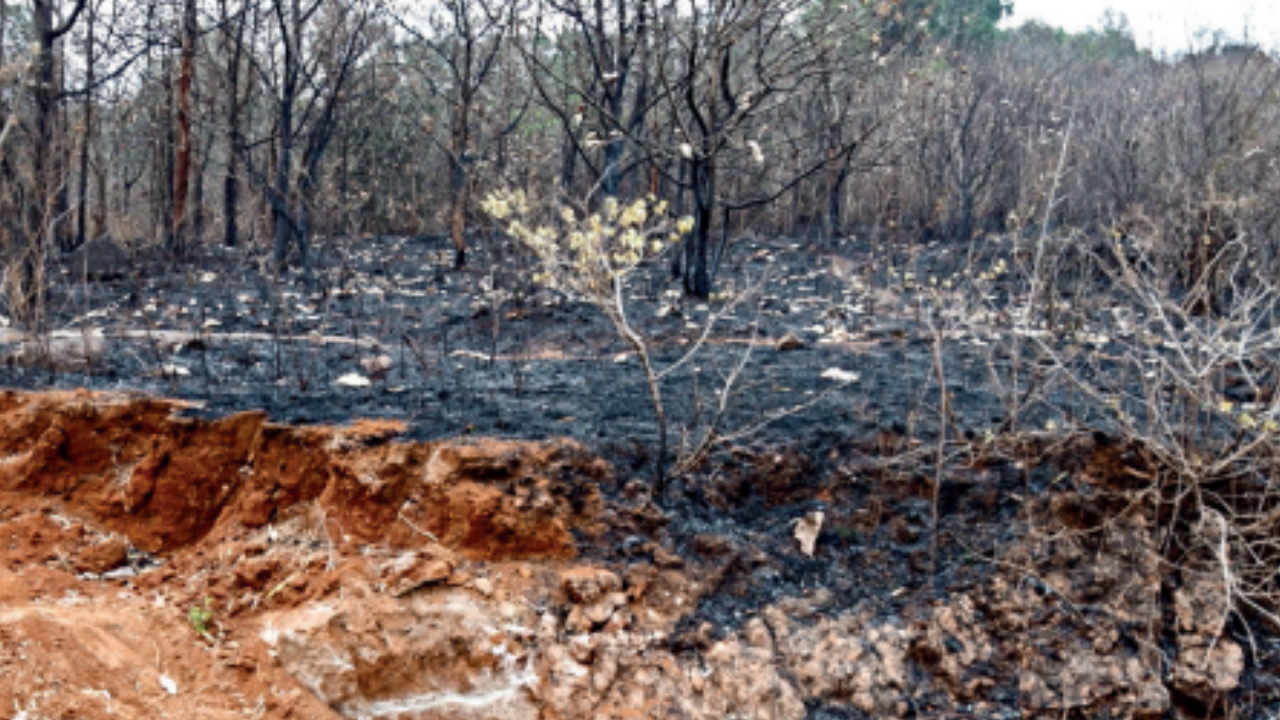 Raging forest fire reduces 20 acres of vegetation to ashes at