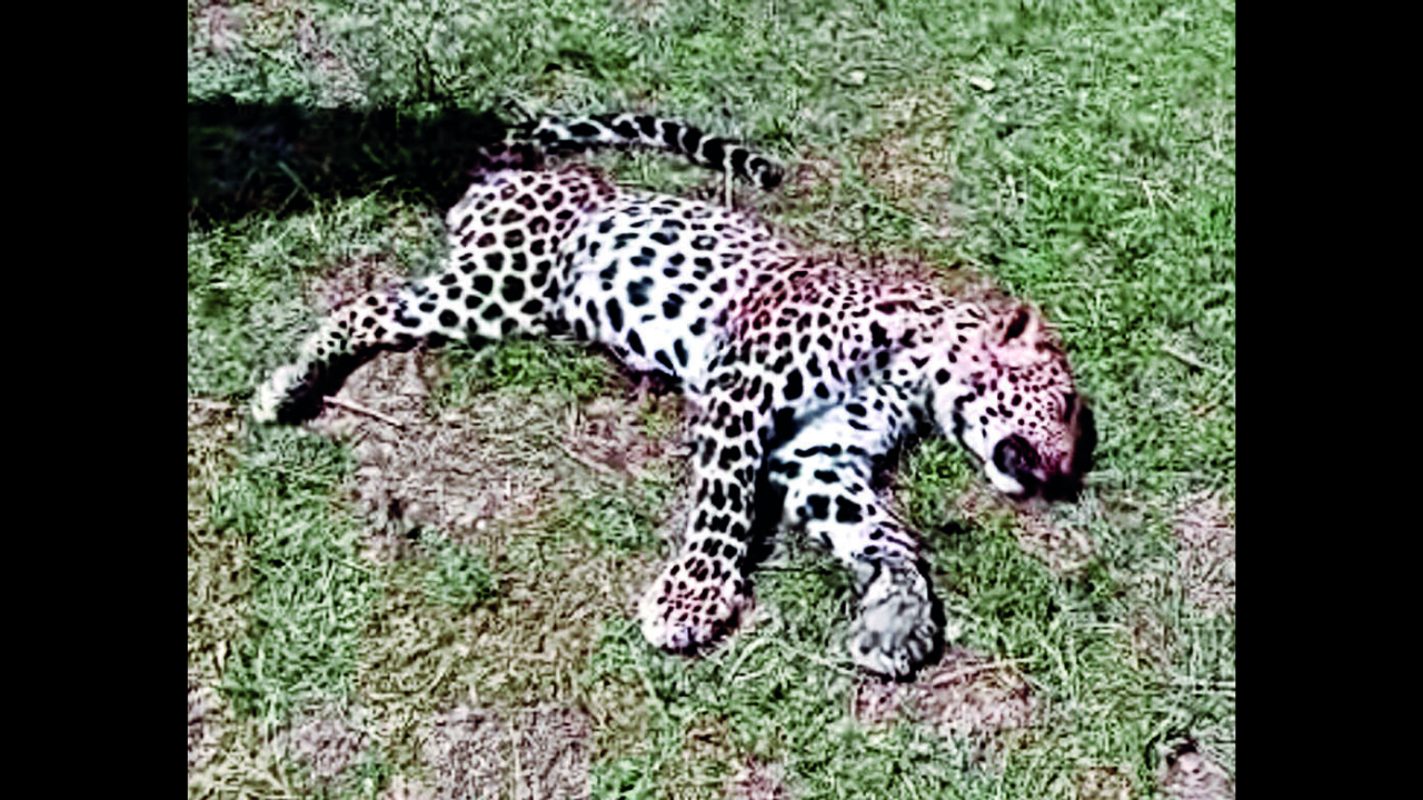 Waghodia: Leopard Carcass With Missing Leg Found Near Waghodia ...