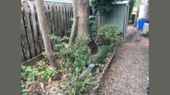 Find python hidden in this image