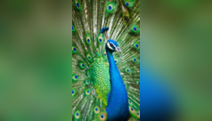 Birds and animals that share similarity with Peacock