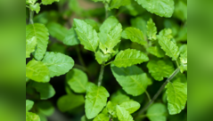 How Tulsi leaves help control cholesterol naturally