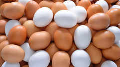 Difference between white and brown eggs