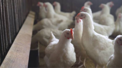 "H5N1 bird flu pandemic 100 times worse than COVID"