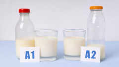 How is A2 milk better than regular milk