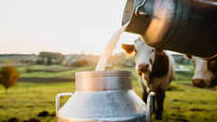 Buffalo milk versus cow milk: Which one is healthier?