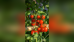 How to grow ‘Cherry tomatoes’ at home