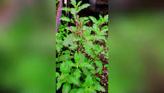 10 tips for Tulsi plant that always work