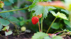 6 fast-growing fruits to plant now for a delicious summer treat