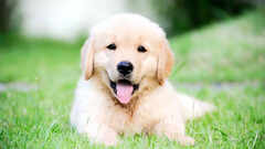 5 things to know before getting a Golden Retriever puppy as pet