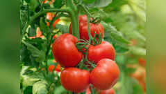 Growing tomatoes this season? Here's what you need to know before you plant